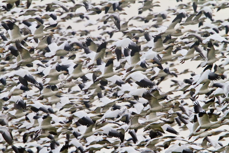 Snow Geese In Flight